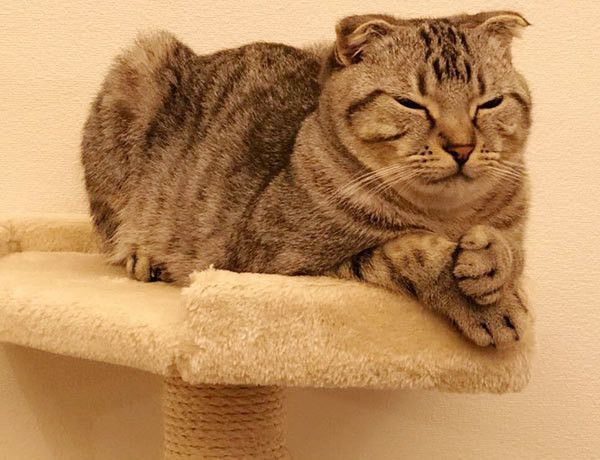 眠るスコティッシュフォールド