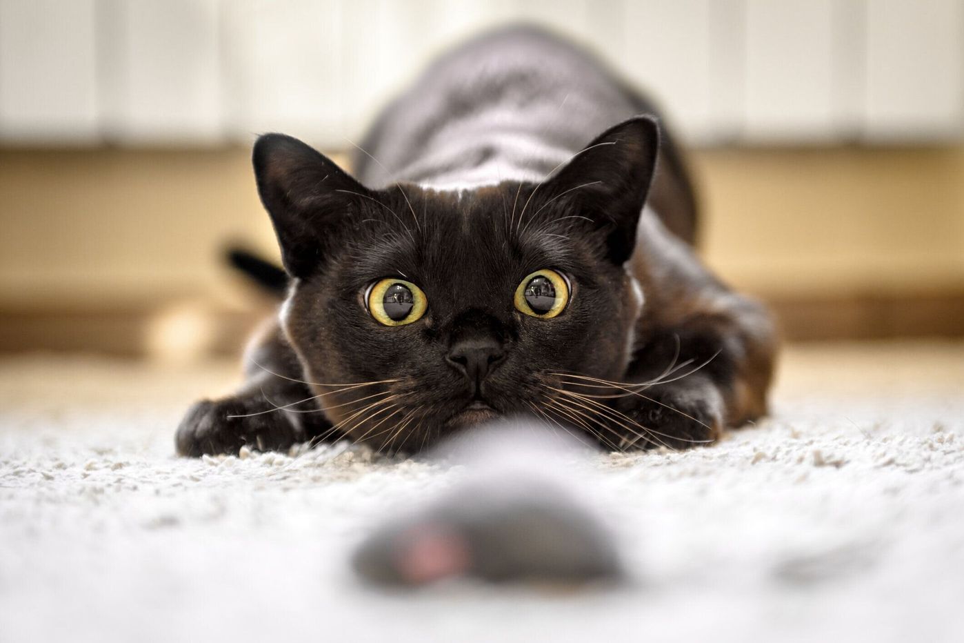 猫の 目やに 色によって病気の可能性も 目やにが出やすい猫種も解説 ねこのきもちweb Magazine 猫の 目やに 色によって病気の可能性も 目やにが出やすい猫種も解説 ねこのきもちweb Magazine