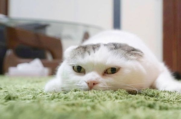 ぐでっとするライくん