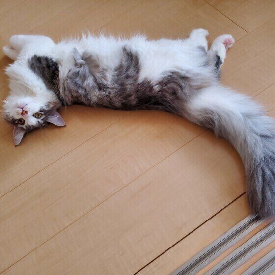 メインクーンのぽてとくん