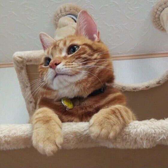 アメリカンショートヘアのとらくん