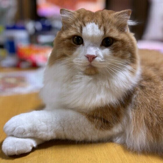 見つめるスコティッシュフォールド