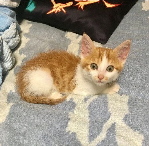 生後1カ月半頃の猫