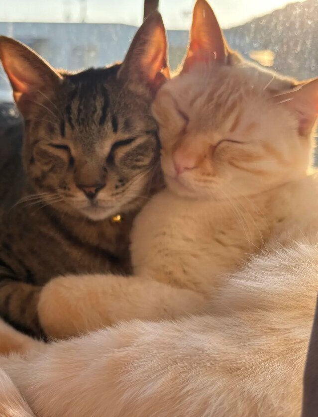 2匹の猫