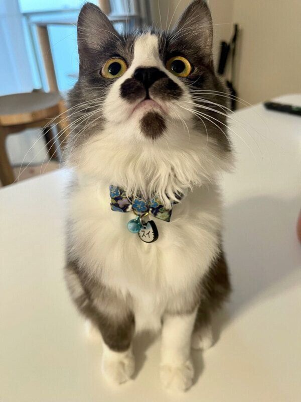 オスワリするスイちゃん