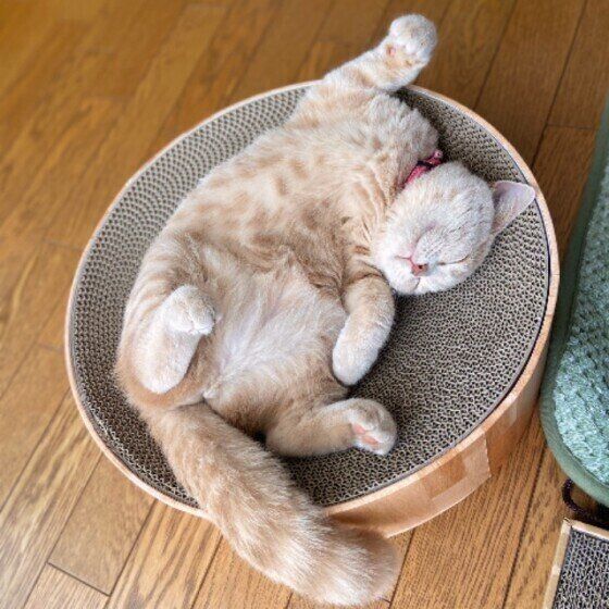 ヘソ天するスコティッシュフォールド