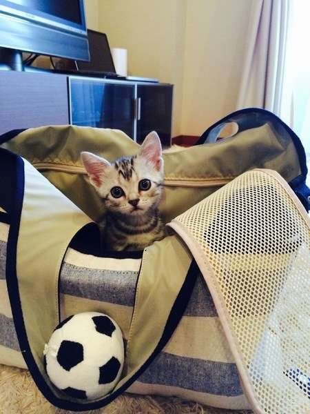 アメショのアランちゃん