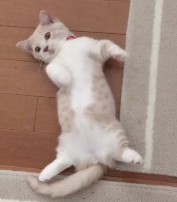 変身ポーズをする猫