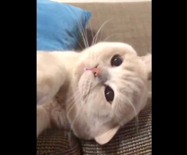 ゴロゴロと喉を鳴らすぽてとくん