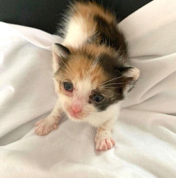 母猫とはぐれた子猫を保護 小さな命を助けたい と願った日から1年半が経過した 今の姿 ねこのきもちweb Magazine