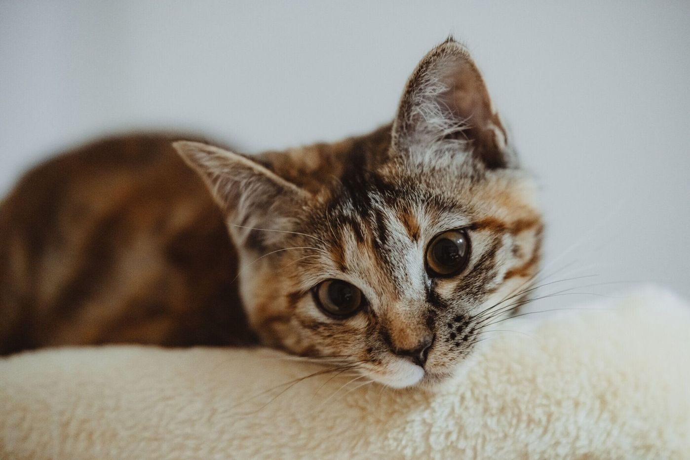 突然死の危険も 猫に多い心臓病 心筋症 とはどんな病気 ねこのきもちweb Magazine 突然死の危険も 猫に多い心臓病 心筋症 とはどんな病気 ねこのきもちweb Magazine
