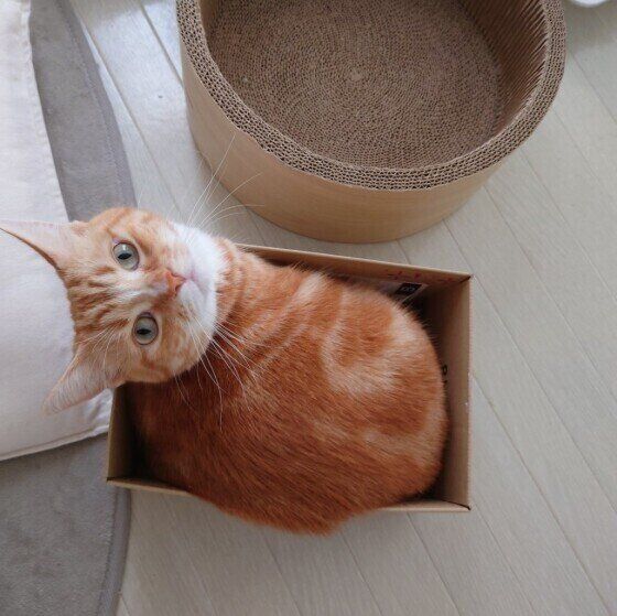 マンチカンのたびちゃん