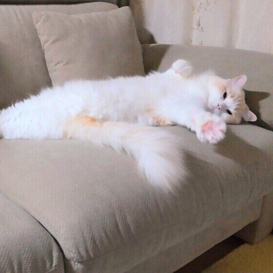 見つめるラグドール