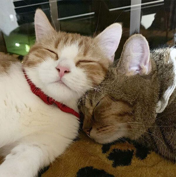 仲良く眠るチャバちゃんとチャタくん