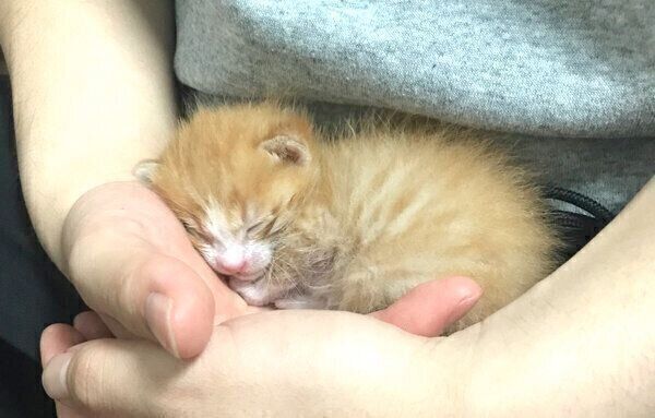 抱っこされるいなりくん