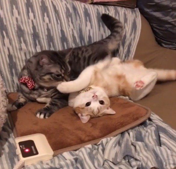 カーペットの取り合いをする猫