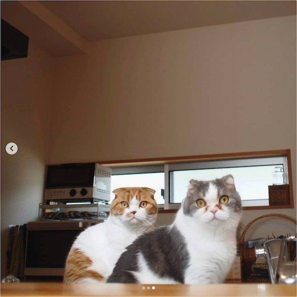 仲良く並ぶスコティッシュフォールド