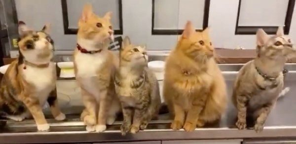 動きがシンクロする猫たち