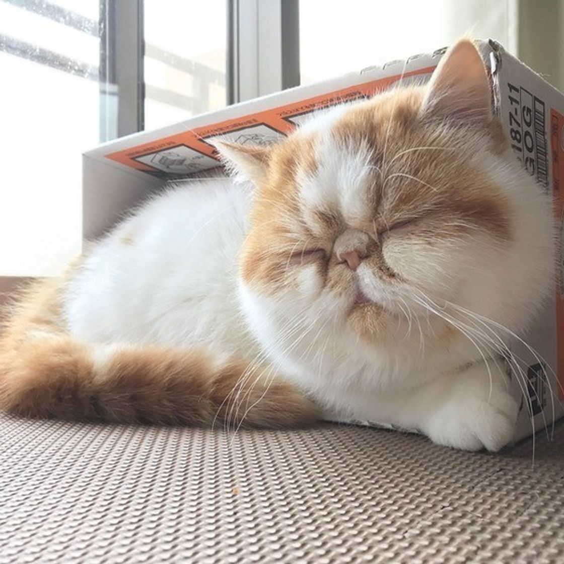 かわいいお顔も台無し 愛猫の ぶちゃいく顔 エピソードに爆笑 ねこのきもちweb Magazine かわいいお顔も台無し 愛猫の ぶちゃいく顔 エピソードに爆笑 ねこのきもちweb Magazine