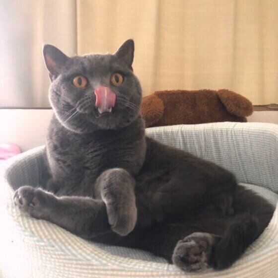 舌を出すブリティッシュショートヘア