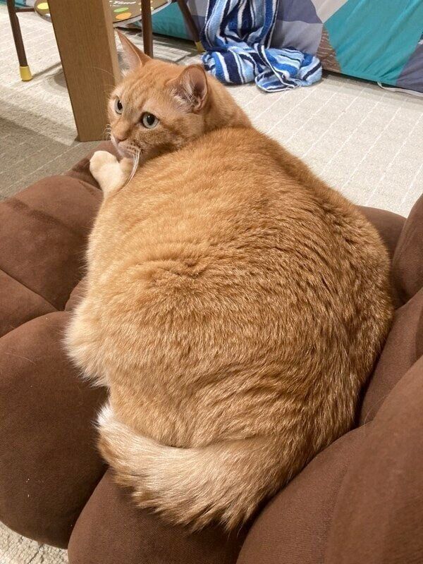 くつろぐすずくん