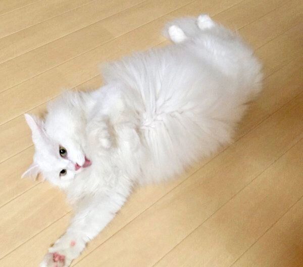 寝転がるネムちゃん