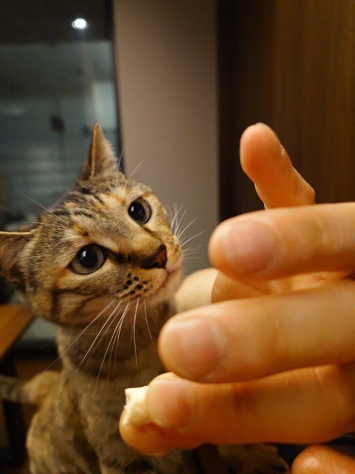 ささみを見る猫