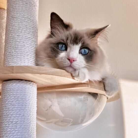 ラグドールのめるもくん♪