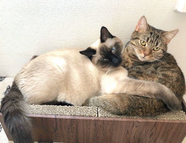 寄り添うつぼ実ちゃんとはなちゃん