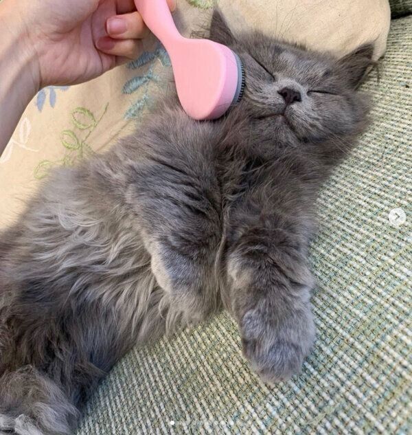グルーミングブラシでとろけるアオくん