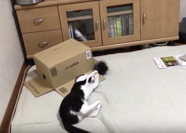 ヤドカリにゃんこ