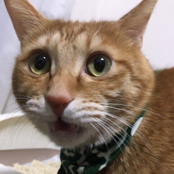 茶トラ 茶太郎くん