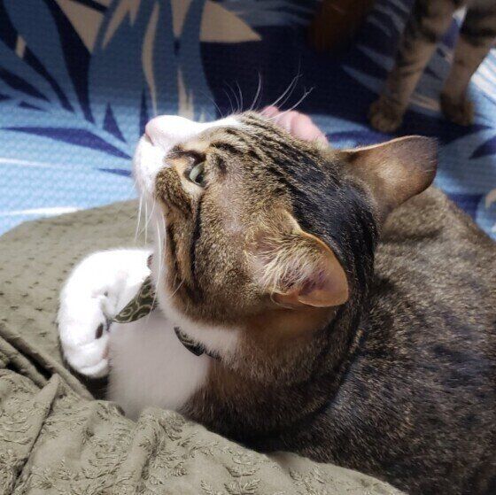 足の上に寄り添うキジトラ猫