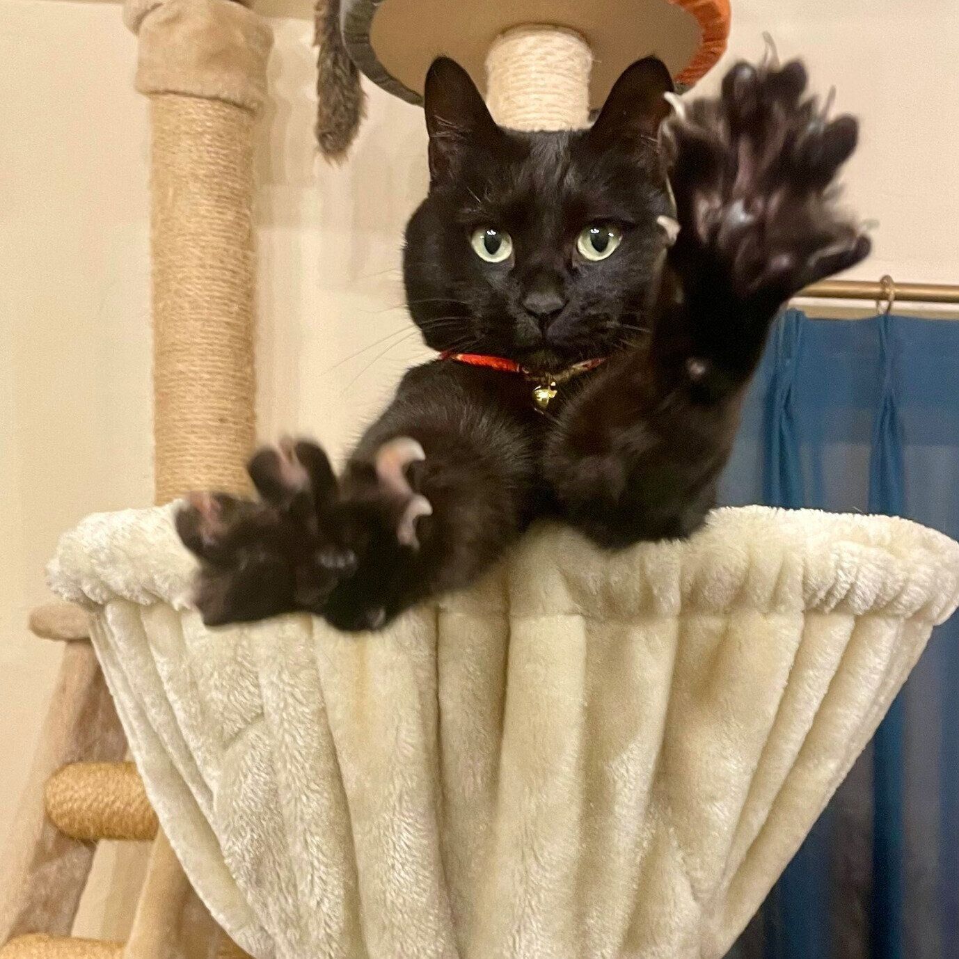 「回復魔法唱使えそう」なトトちゃん