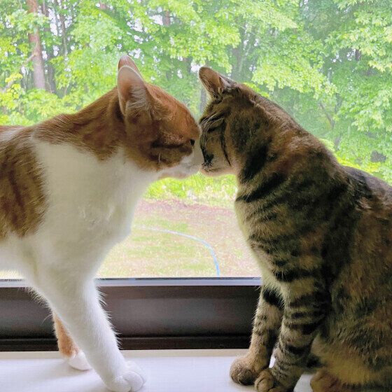 毛づくろいをするシエラちゃん