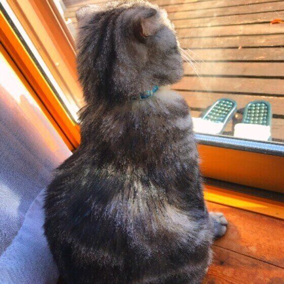 外を見るスコティッシュフォールド