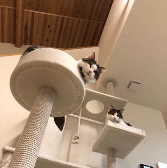 キャットタワーに登る猫
