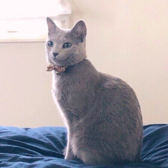 微笑み顔のロシアンブルー