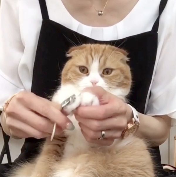 無表情で爪を切られる猫