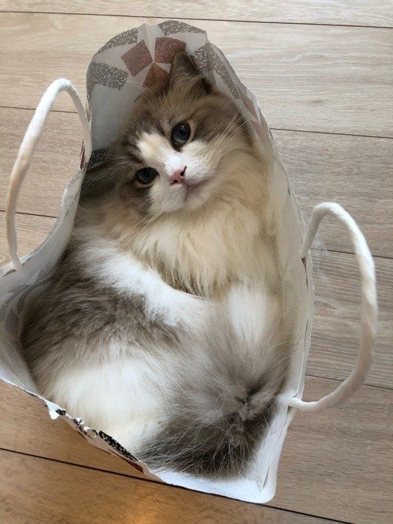 ラグドールのジルくん