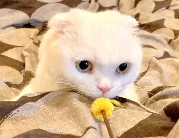 おもちゃで遊ぶむくちゃん