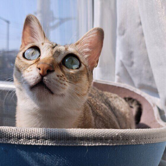 日向ぼっこするシンガプーラのかえでちゃん