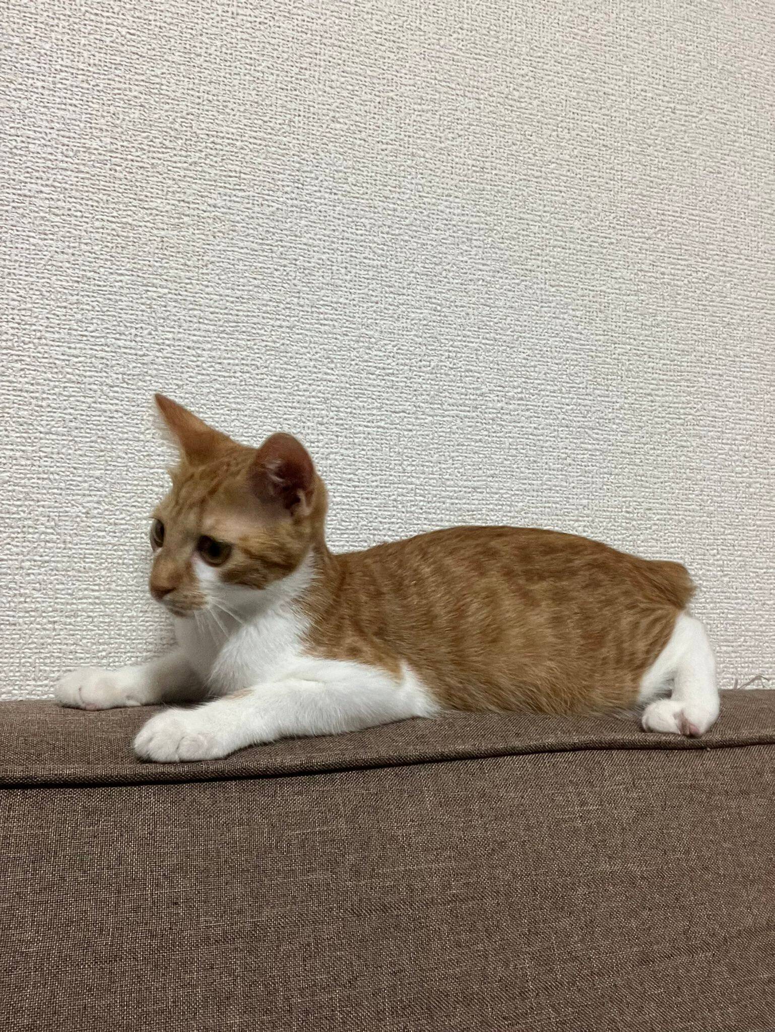生後5カ月の子猫