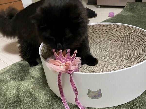 1才の誕生日にプレゼントされた爪とぎを使うオレシャちゃん