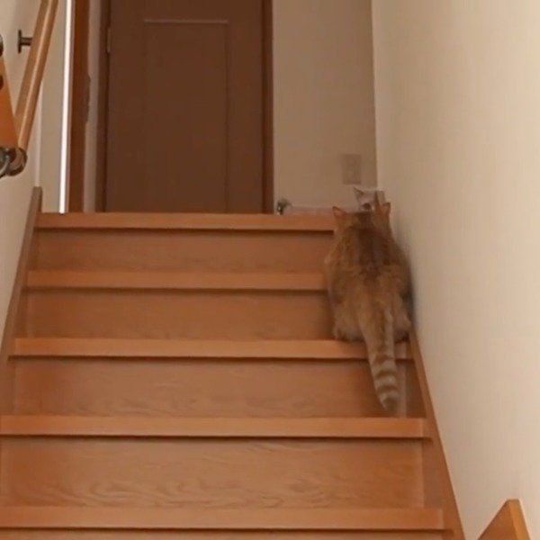 待ち伏せするココちゃん