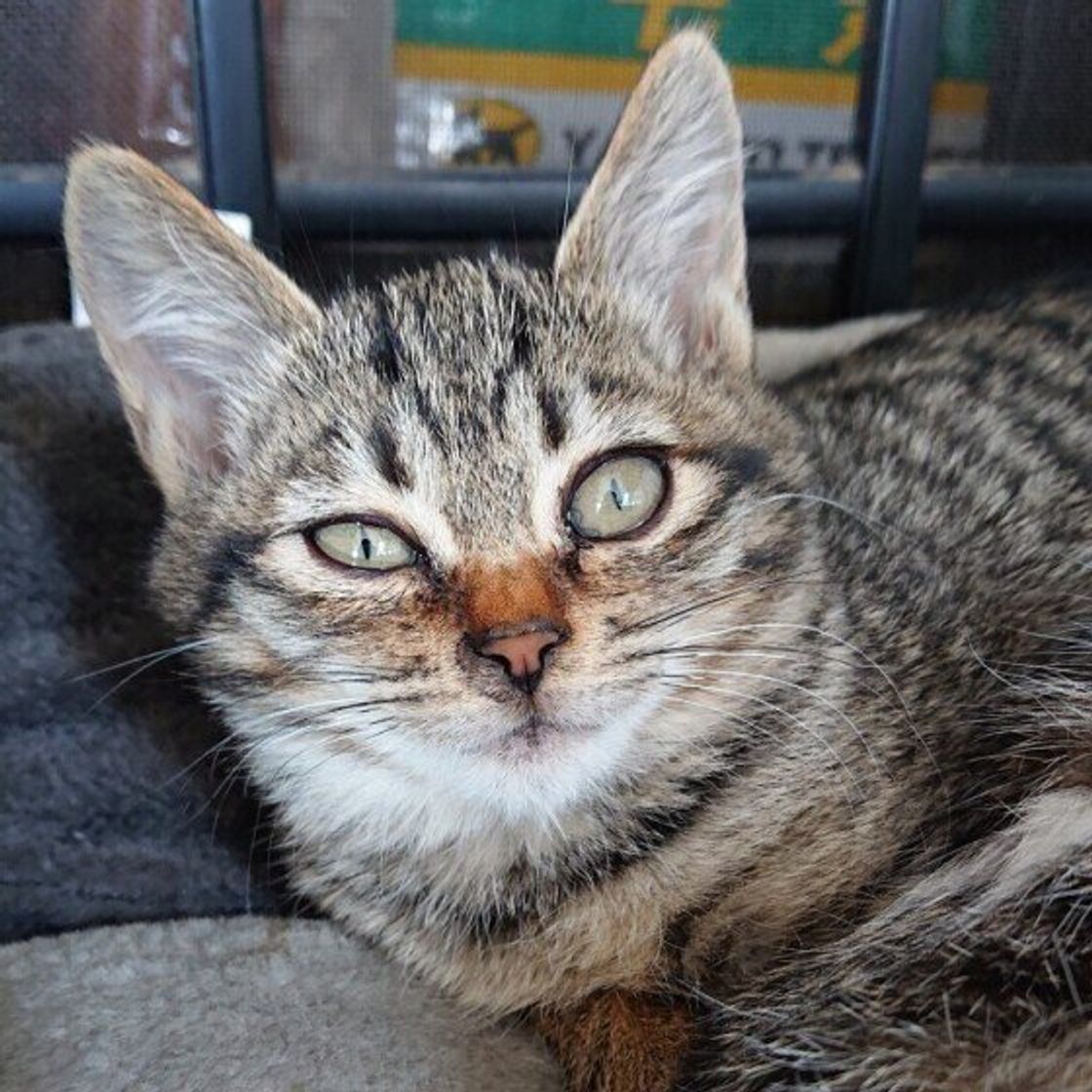 猫の毛が 薄い 抜けている ときに考えられる原因は 獣医師が解説 ねこのきもちweb Magazine 猫の毛が 薄い 抜けている ときに考えられる原因は 獣医師が解説 ねこのきもちweb Magazine