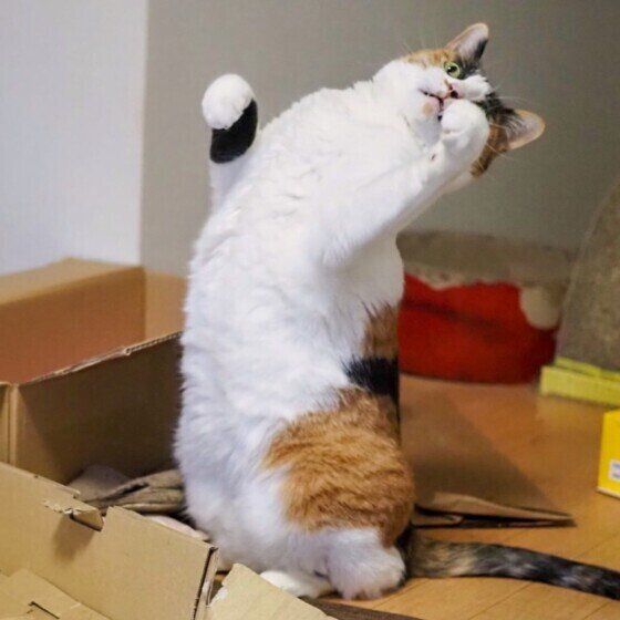 猫パンチするミケのルビーちゃん