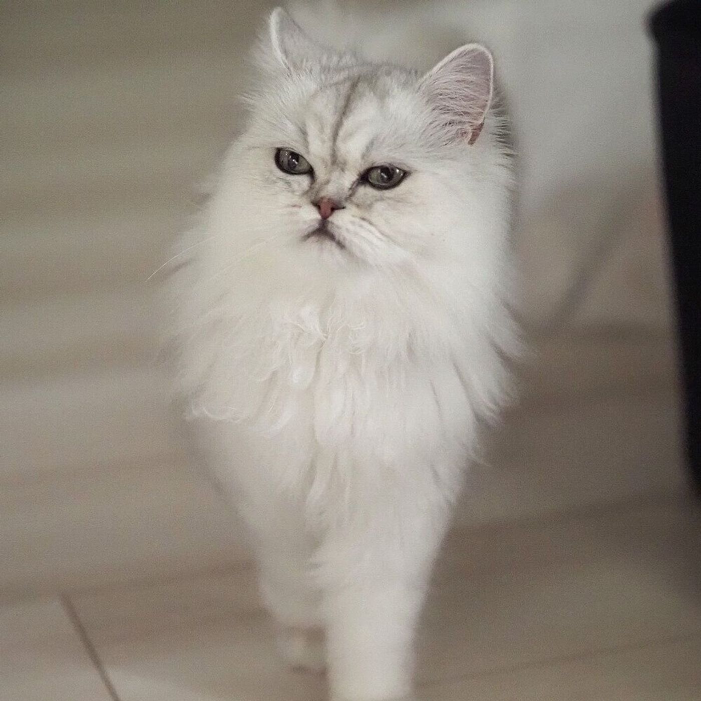 イタズラ対策を講じたのに 猫はさらに予想の斜め上をいく生き物だと身に染みたお話 連載 渋ネコししまるさん 142 ねこのきもちweb Magazine イタズラ対策を講じたのに 猫はさらに予想の斜め上をいく生き物だと身に染みたお話 連載 渋ネコししまるさん 142 ねこのきもちweb Magazine