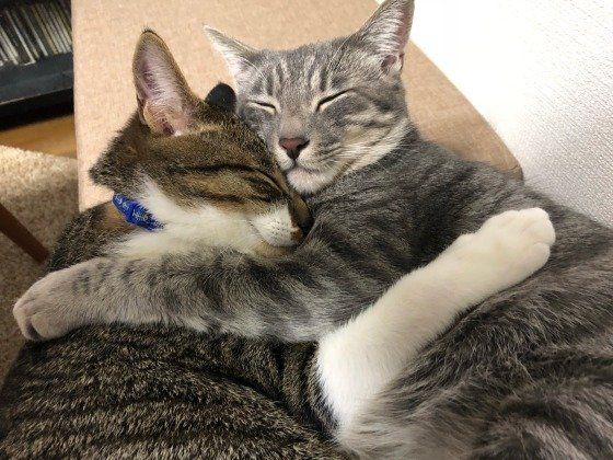 抱き合う猫