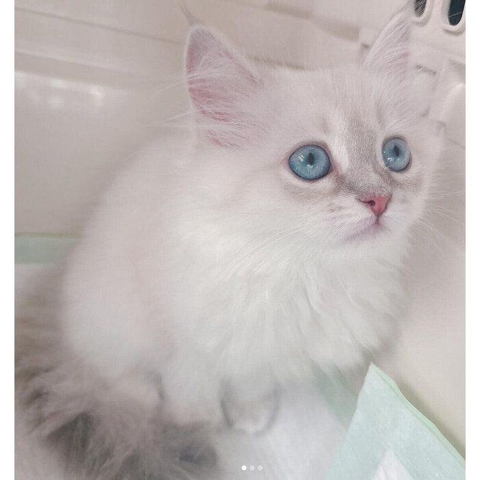 お迎え当時、生後2カ月の初ちゃん